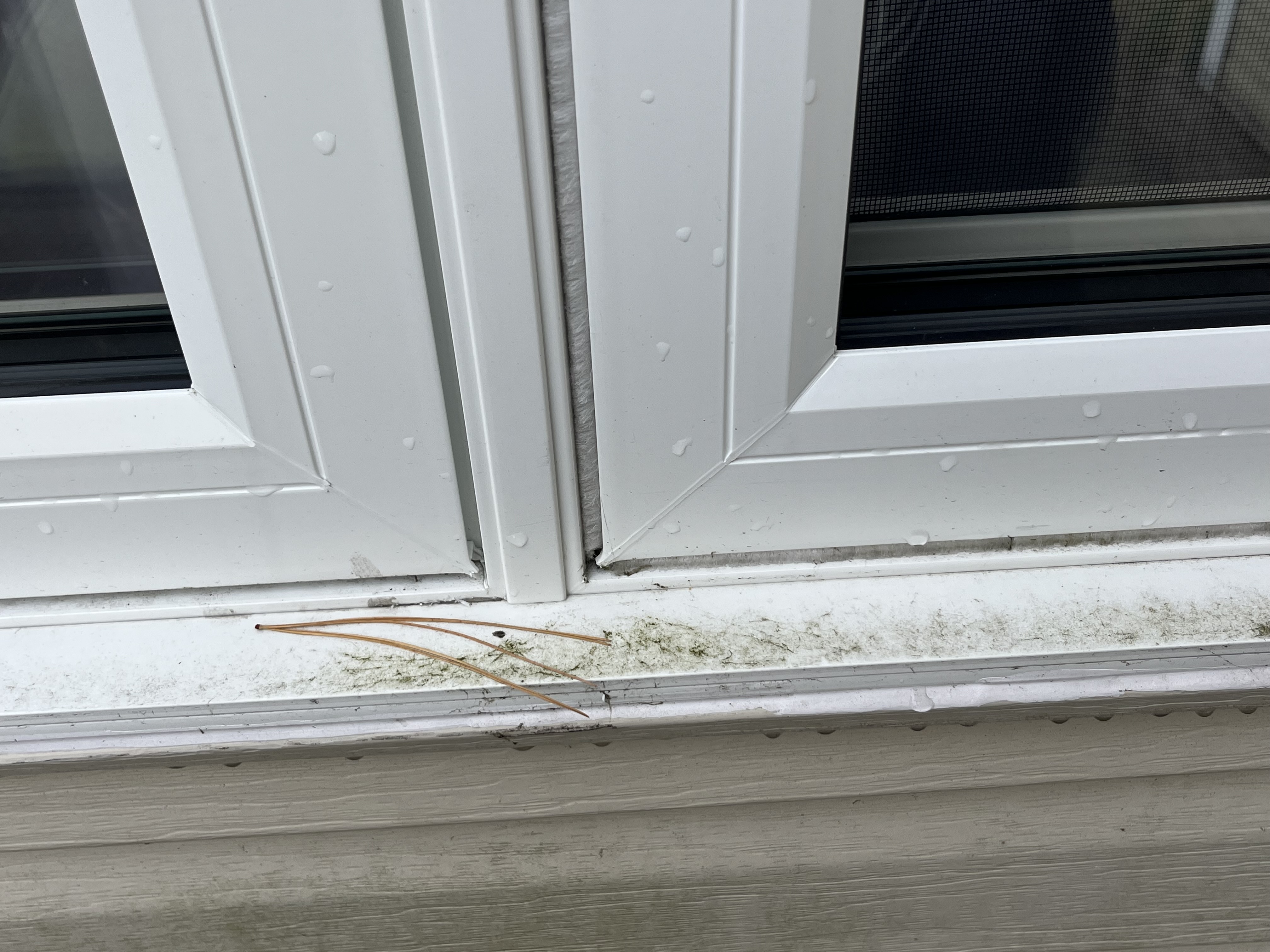 Dirty window sill with grime and pine needles